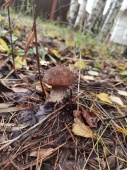 Появились первые грибы в Весьегонске!
